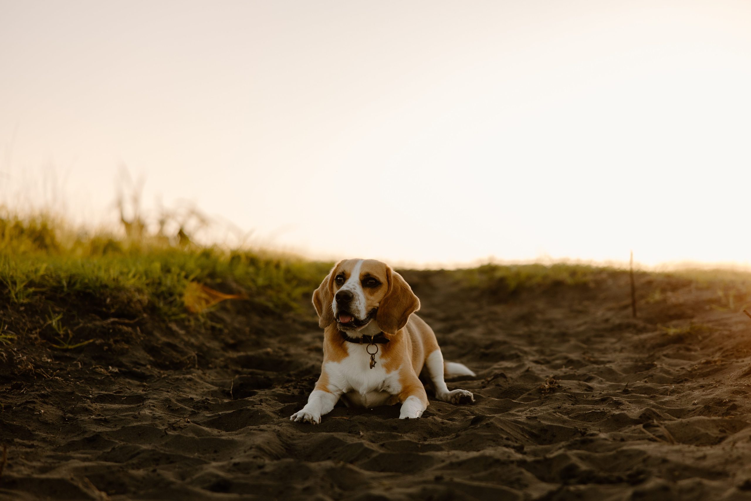 Bring your dog to your engagement shoot