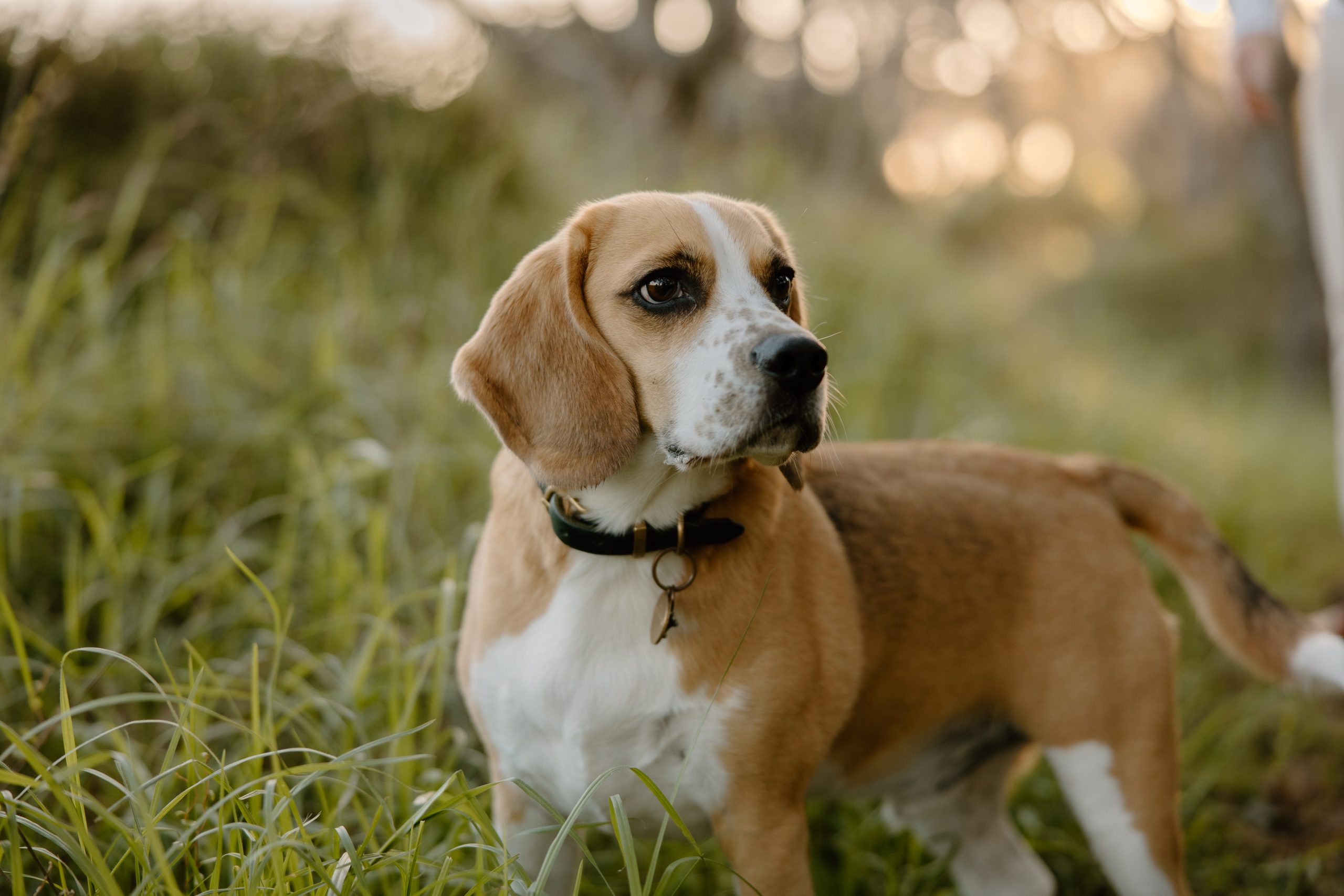 Bring your dog to your engagement shoot